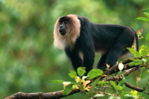 Vantera - шаглий макак з левовим хвостом Vantera - шаглий макак з левовим хвостом